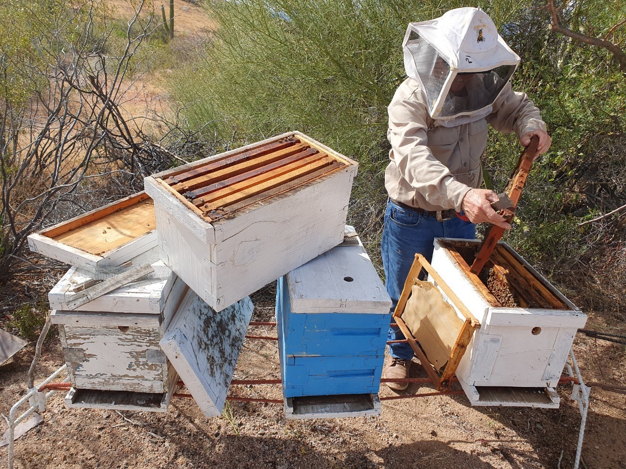 Centro de reproducción apícola busca tener abeja calidad Sonora